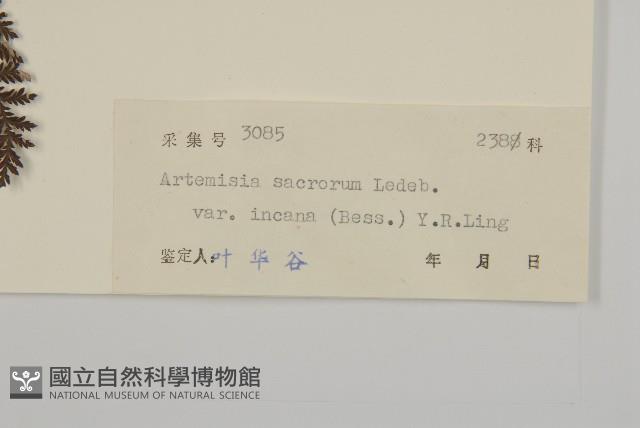 灰蓮蒿藏品圖，第3張