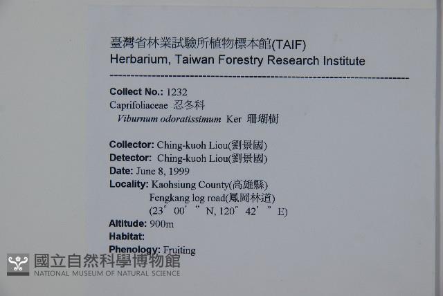 珊瑚樹藏品圖，第2張