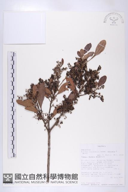登錄號:S093563藏品圖，第3張