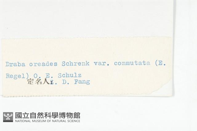 矮喜山葶藶藏品圖，第3張