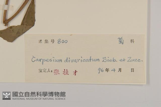 煙管草藏品圖，第3張