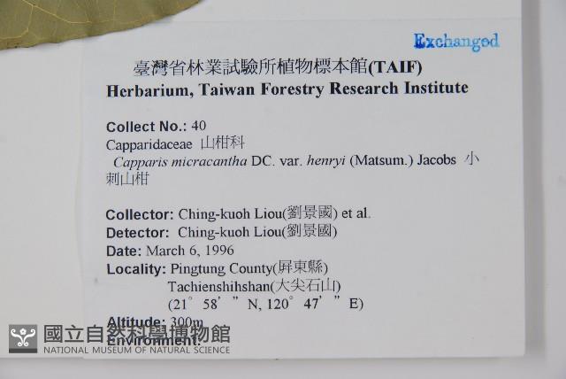 小刺山柑藏品圖，第2張