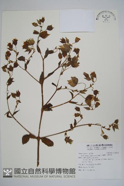 假酸漿、碧果草藏品圖，第3張