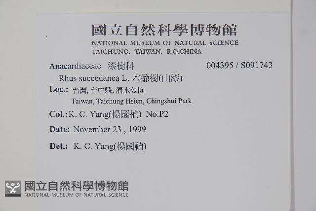 木蠟樹、山漆藏品圖，第2張