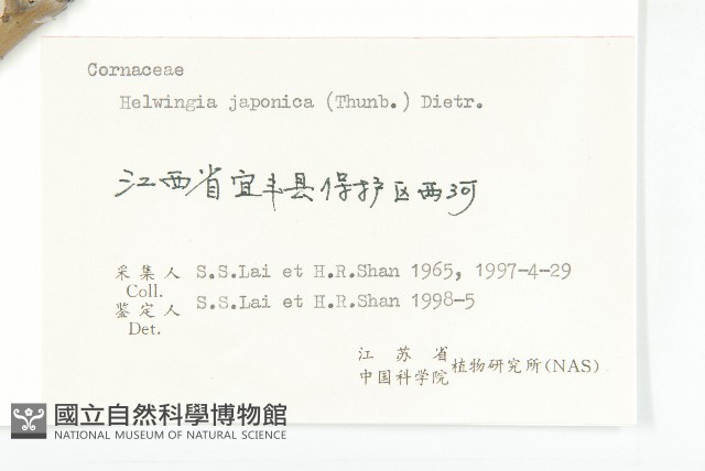 青莢葉藏品圖，第3張