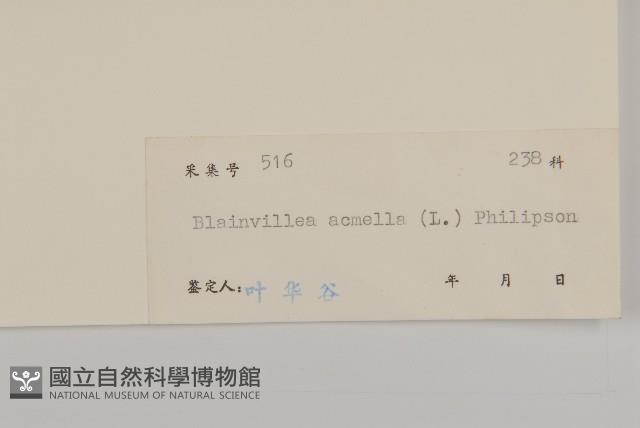 異芒菊藏品圖，第3張