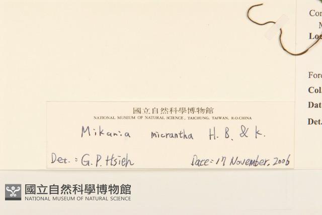 小花蔓澤蘭藏品圖，第3張