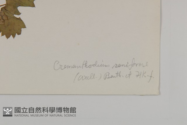 鐘花垂頭菊藏品圖，第3張