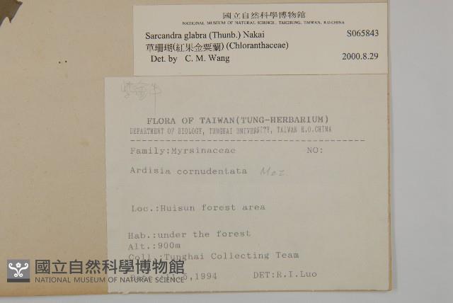 草珊瑚、紅果金粟蘭藏品圖，第2張