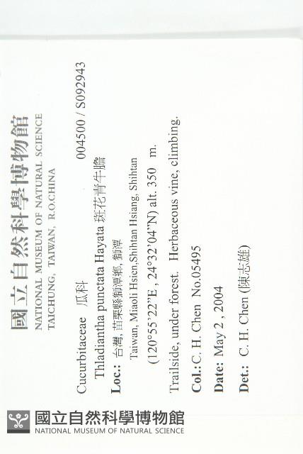 斑花青牛膽藏品圖，第5張