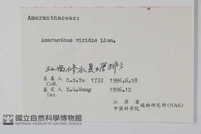 野莧菜藏品圖，第2張