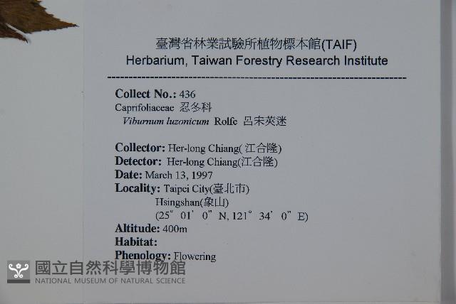 呂宋莢迷藏品圖，第2張