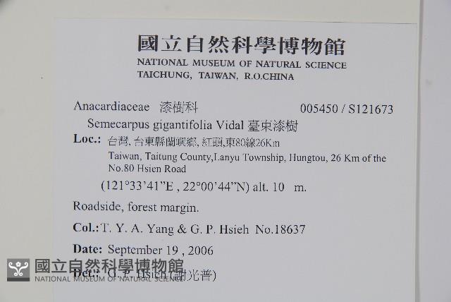 臺東漆樹藏品圖，第2張