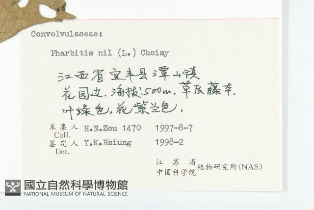 裂葉牽牛藏品圖，第3張