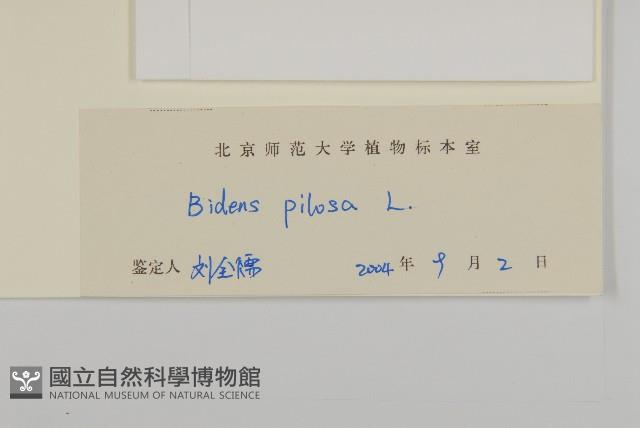 白花鬼針藏品圖，第3張