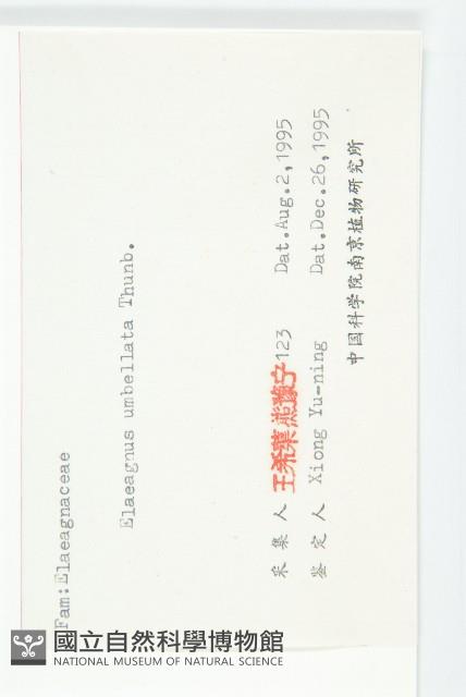 小葉胡頹子藏品圖，第3張