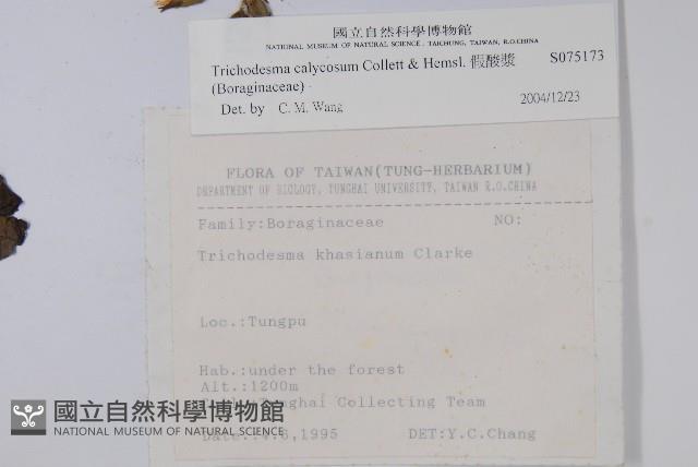 假酸漿藏品圖，第2張