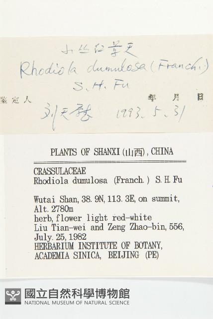 小叢紅景天藏品圖，第3張