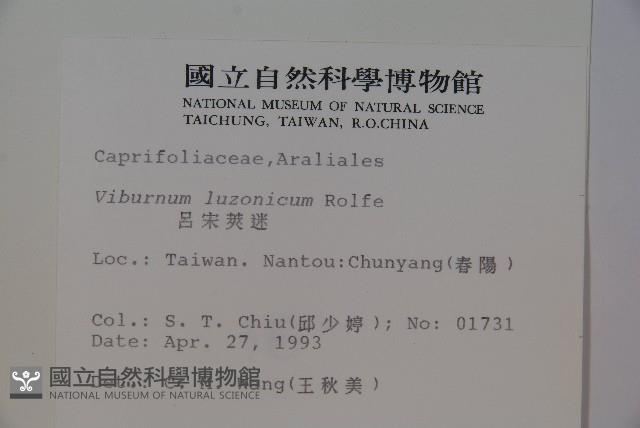 呂宋莢迷藏品圖，第2張