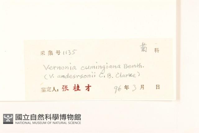 細脈斑鳩菊、毒根斑鳩菊藏品圖，第3張