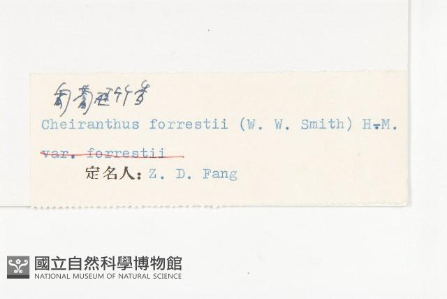 匍匐桂竹香藏品圖，第3張