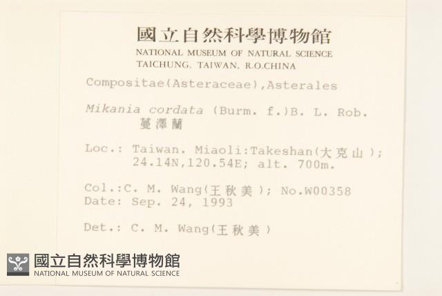 蔓澤蘭藏品圖，第2張