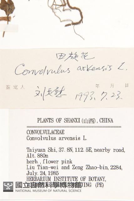 田旋花藏品圖，第3張