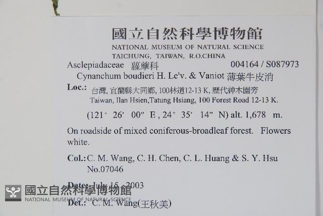 薄葉牛皮消藏品圖，第2張