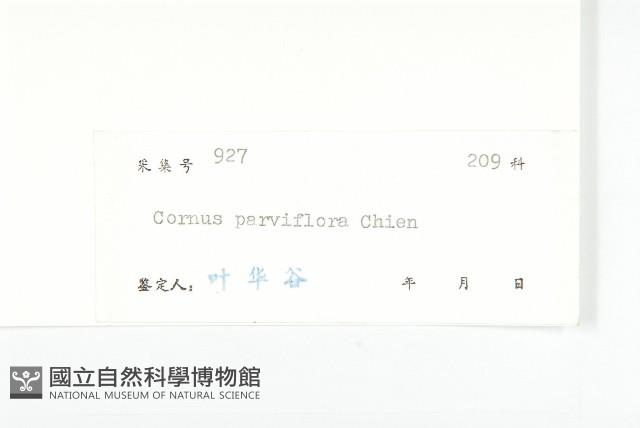 貴州四照花藏品圖，第3張