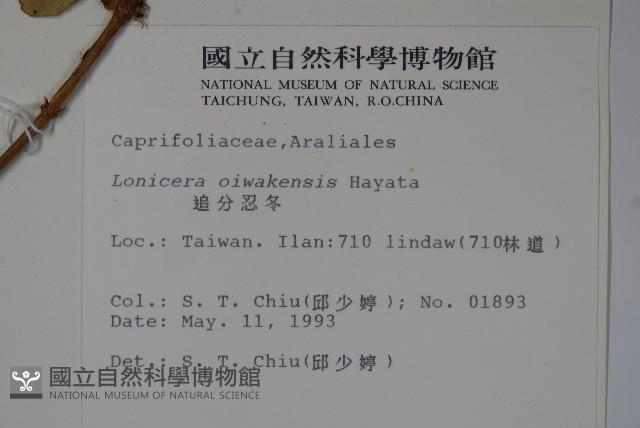 追分忍冬藏品圖，第4張