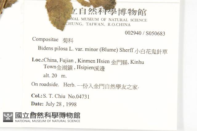 小白花鬼針藏品圖，第2張