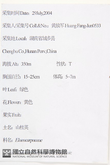 杜英、山杜英、蘭嶼杜英藏品圖，第2張