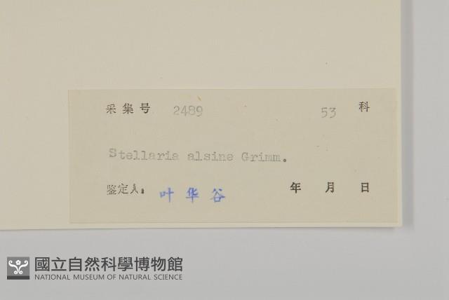 雀舌草藏品圖，第3張