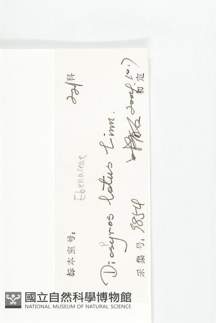 黑棗、君遷子藏品圖，第3張