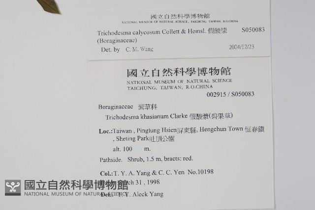 假酸漿藏品圖，第2張