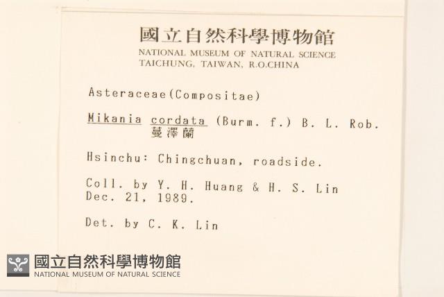 蔓澤蘭藏品圖，第2張