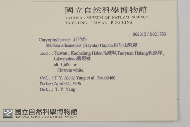 阿里山繁縷藏品圖，第2張