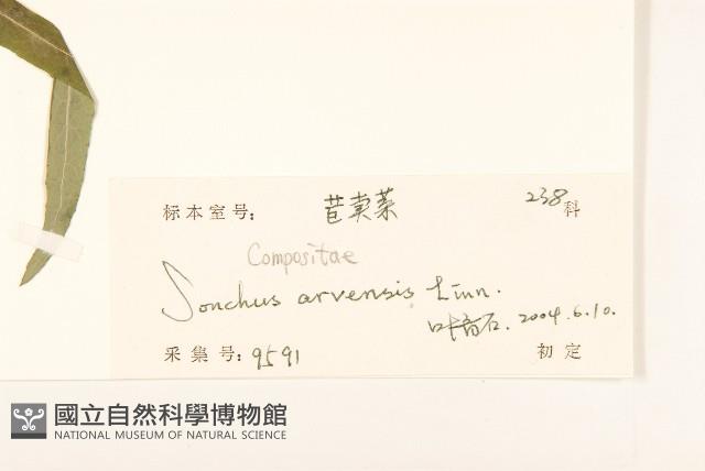 苦苣菜藏品圖，第3張