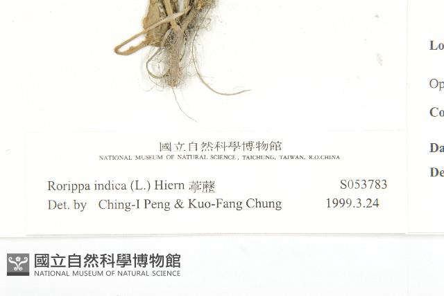 葶藶藏品圖，第3張