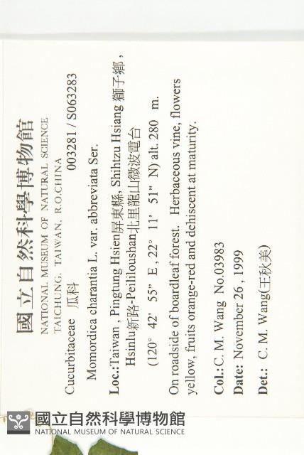 小苦瓜藏品圖，第2張