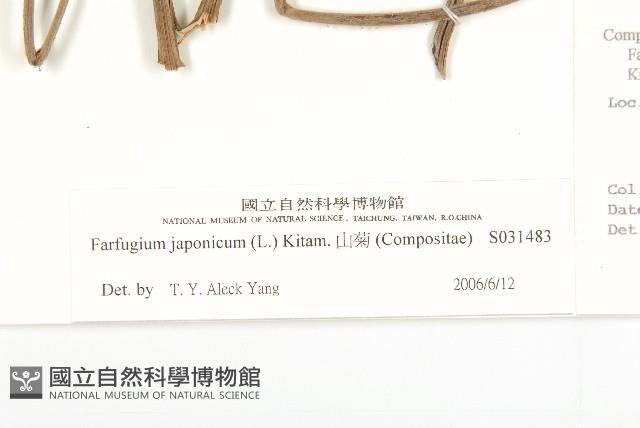 山菊藏品圖，第3張