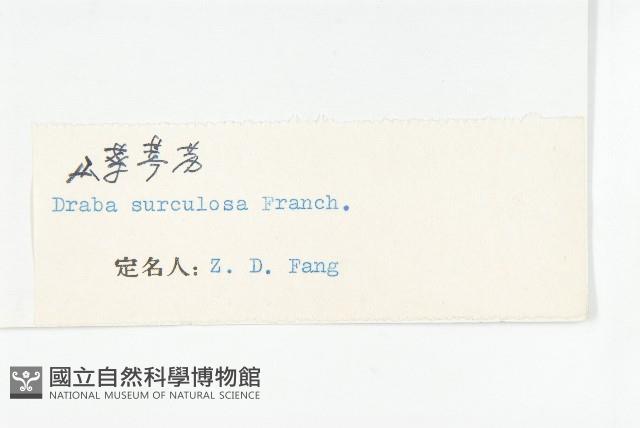 山菜葶藶藏品圖，第3張