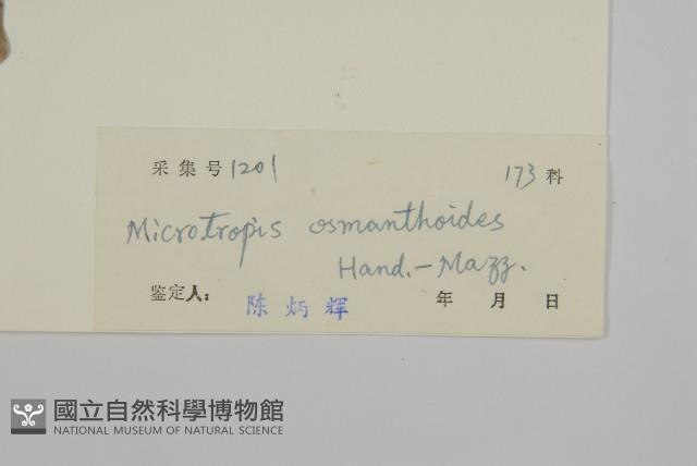 木犀假衛矛藏品圖，第3張