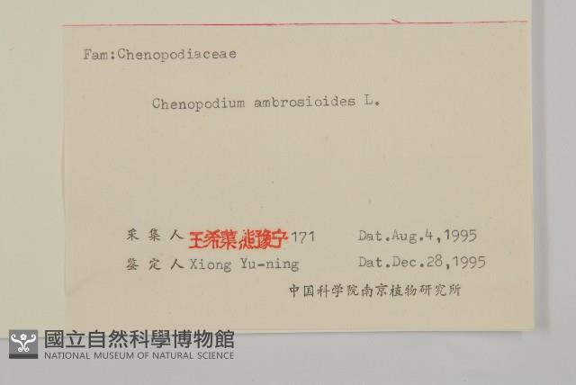 臭杏、土荊芥藏品圖，第3張