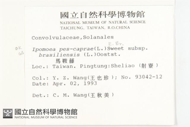 馬鞍藤藏品圖，第2張