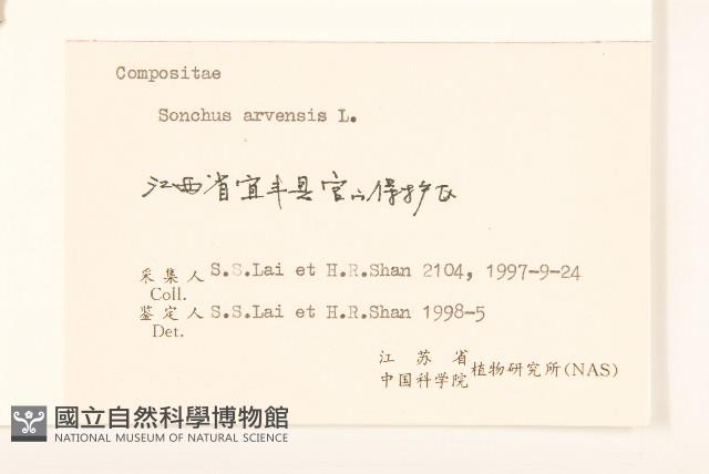 苦苣菜藏品圖，第3張