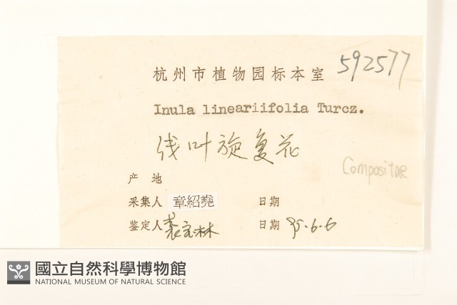 線葉旋覆花藏品圖，第3張
