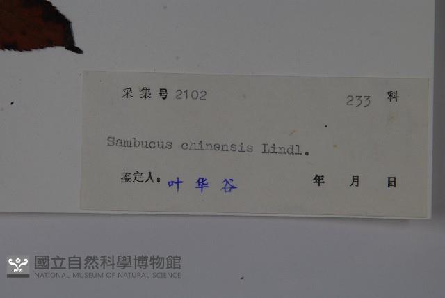 冇骨消藏品圖，第2張