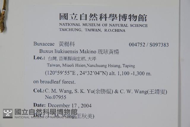 琉球黃楊藏品圖，第2張