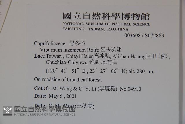 呂宋莢迷藏品圖，第2張